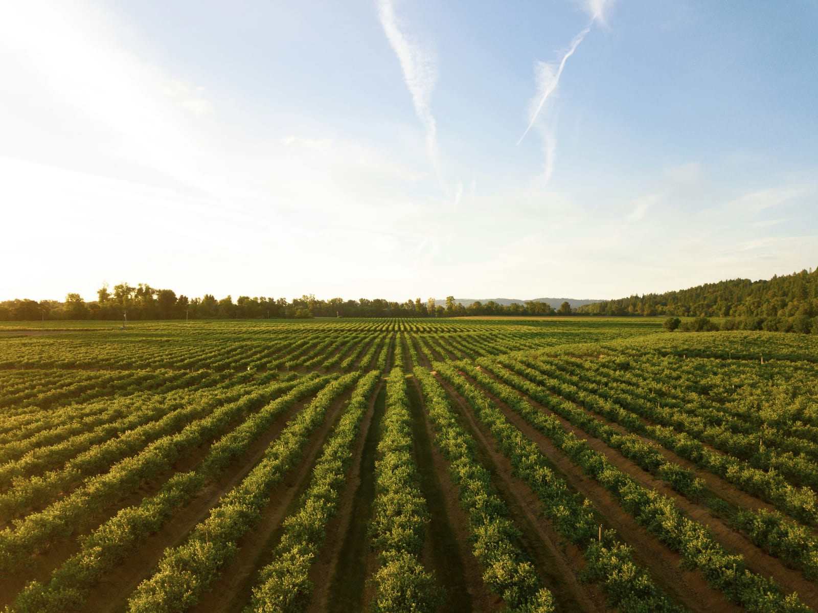 Rijen gewassen op een tuinbouwbedrijf bij zonsondergang