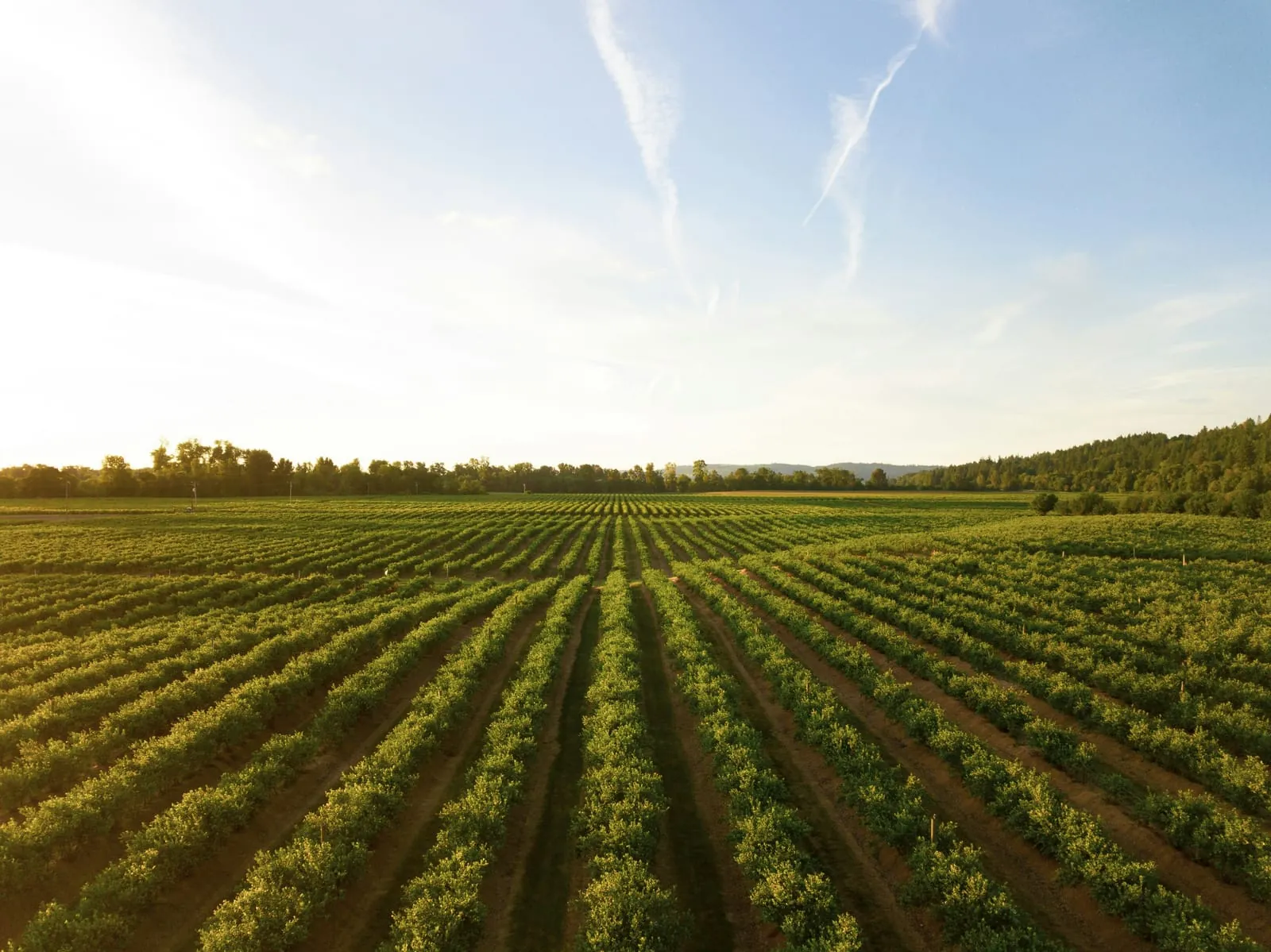 Rijen gewassen op een tuinbouwbedrijf bij zonsondergang